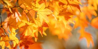 Jeseň v našom internáte