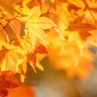 Jeseň v našom internáte